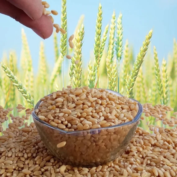 High Quality Milling Wheat