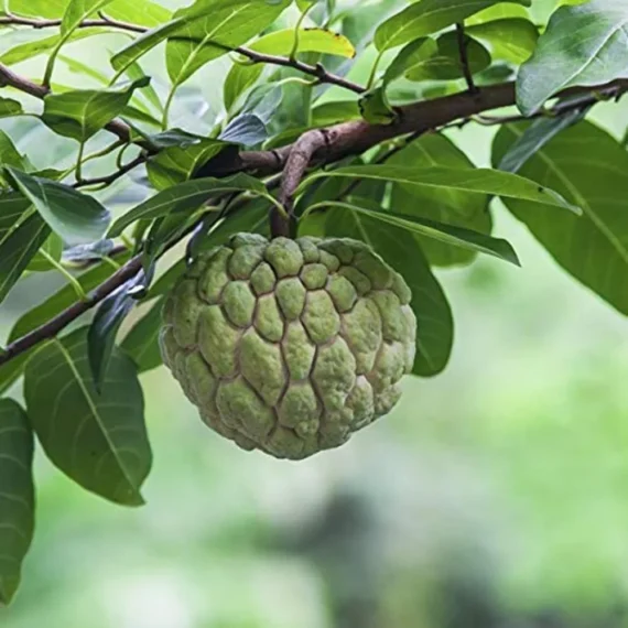 India A Grade Sitafal ( Custard Apples)