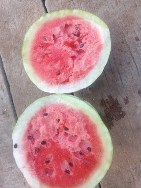 Namdhari A Grade Fresh Watermelon Fruits